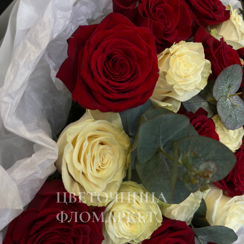 Королевские розы бело-красные 2